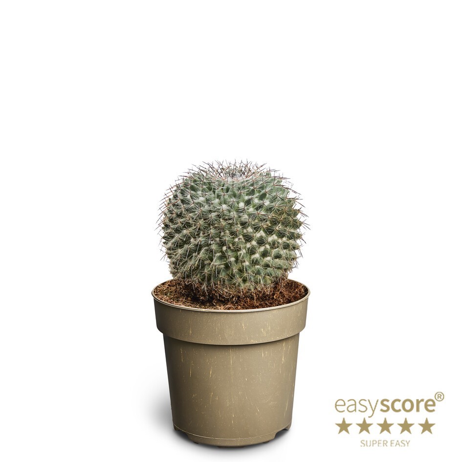 MAMMILLARIA HAHNIANA, D 11