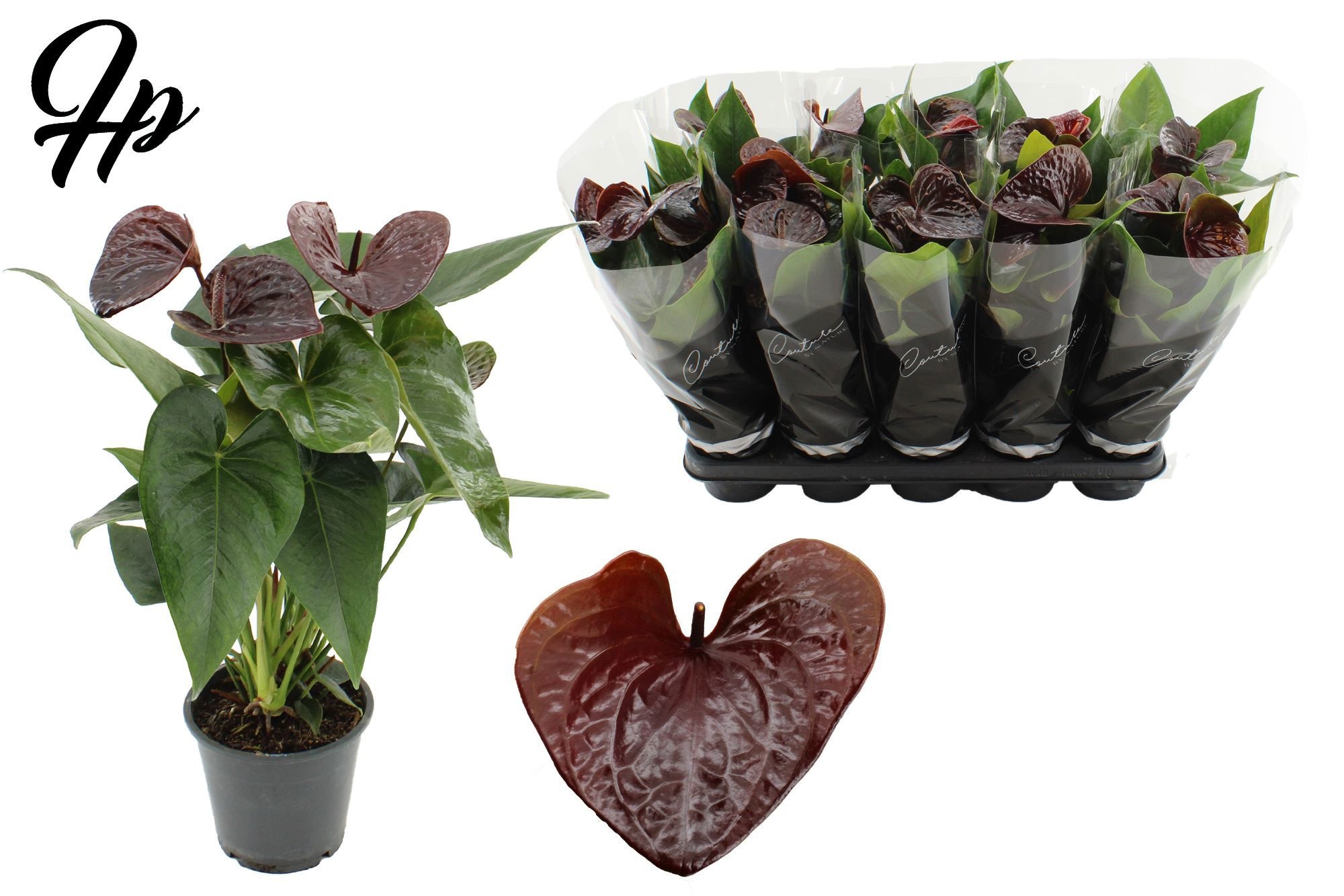 Anthurium 12 cm Essencia in Couture sleeve, D 12