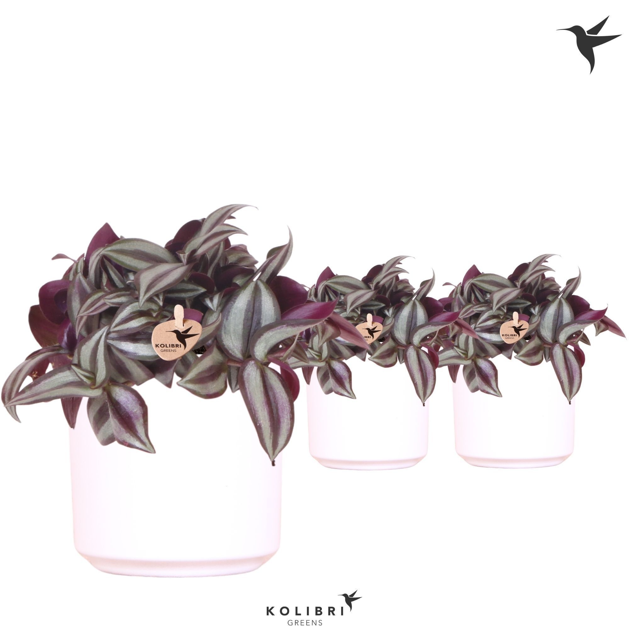 Kolibri Greens Tradescantia Zebrina in Simplicity pot white, D 9