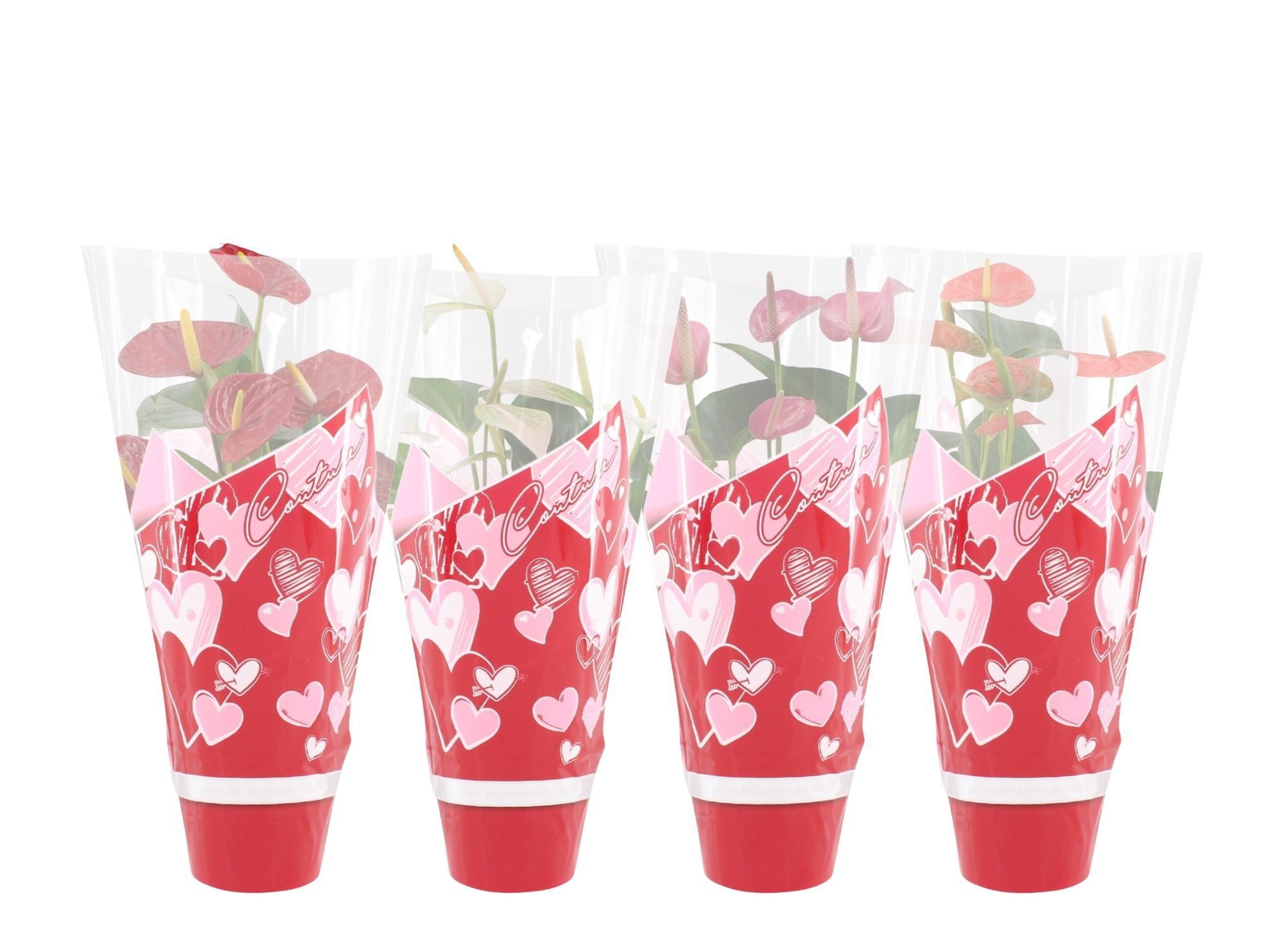 Anthurium 14 cm 4 color mix in Couture hearts sleeve, D 14