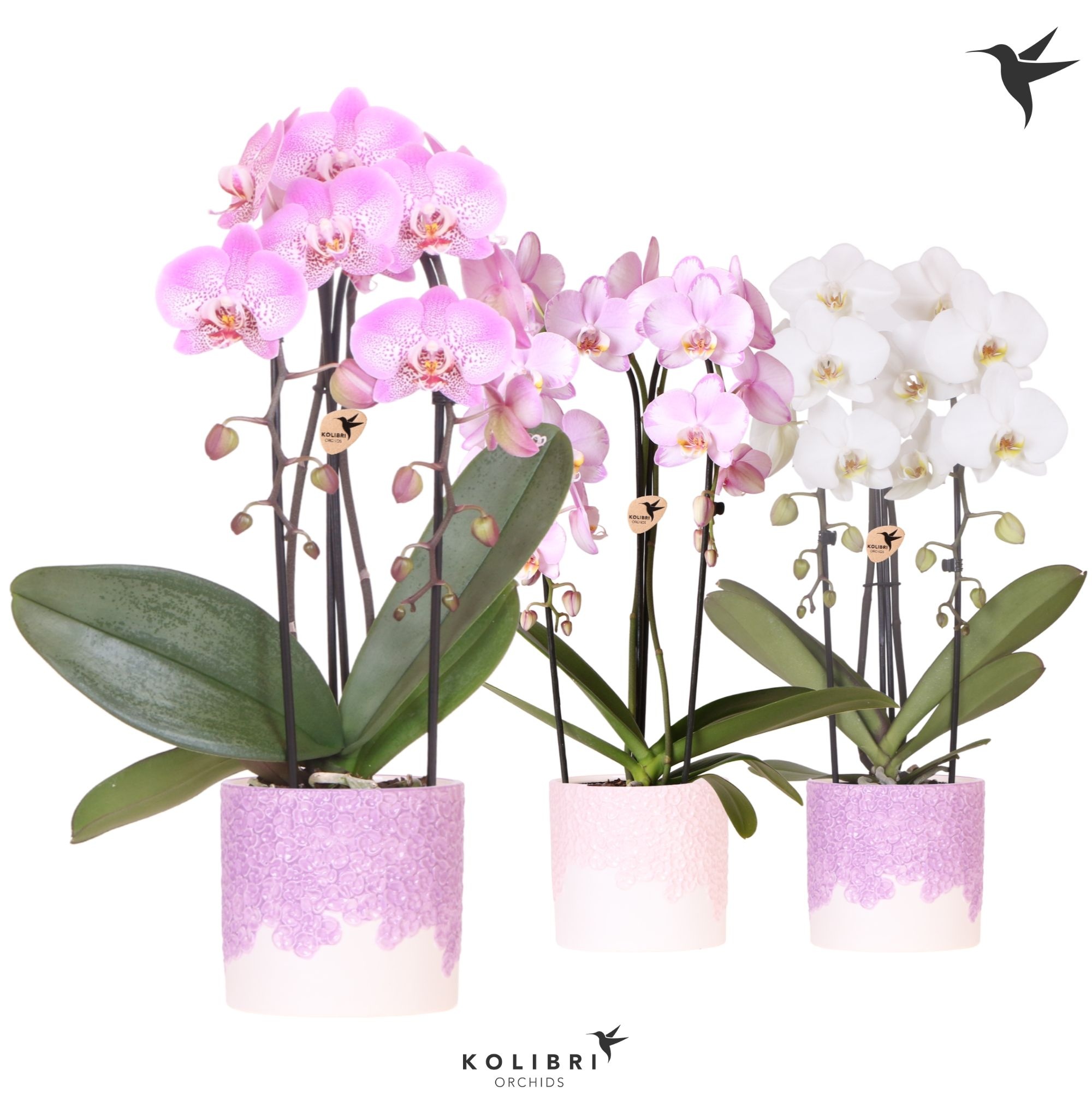 Kolibri Orchids Cascade Niagara Fall mix 2 spike in Bloom pot lila mix, D 12