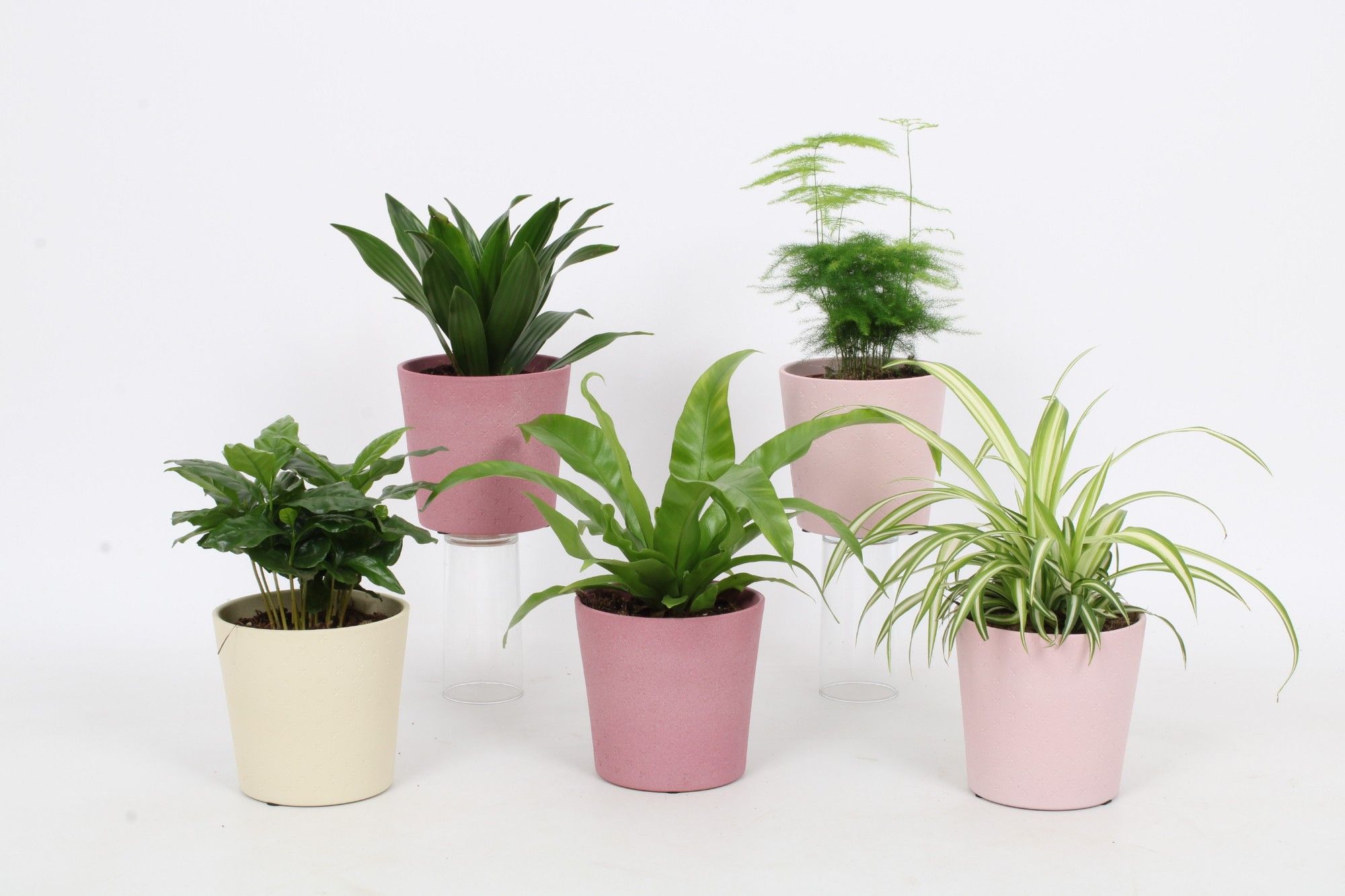 Groen Mix 12cm - Classic - Joy mix, D 12