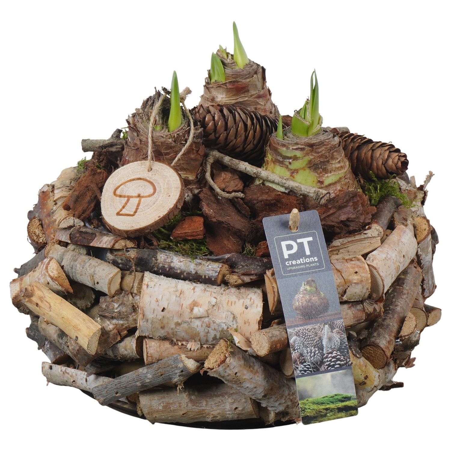 PTAA7544 Arrangement Amaryllis in houten bak, D 23 cm