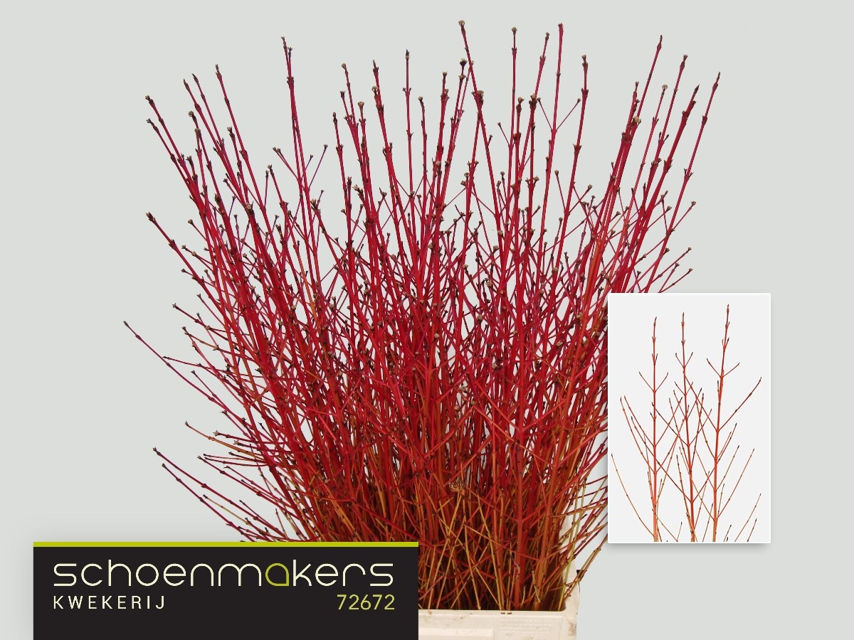 Корнус Винтер Беа 100, шт.