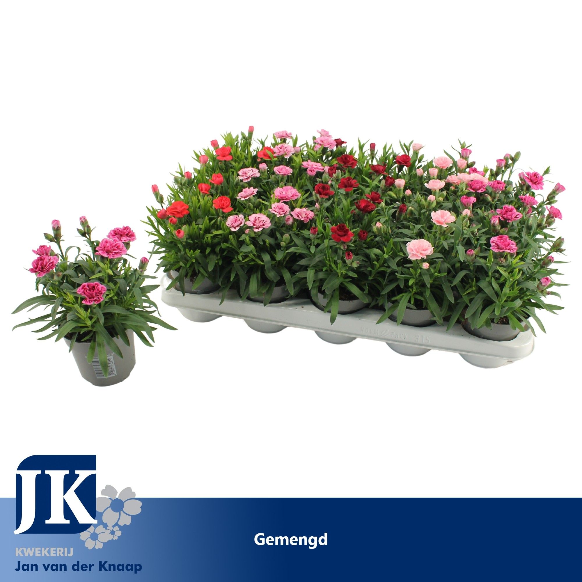 Dianthus Gemengd, D 10,5