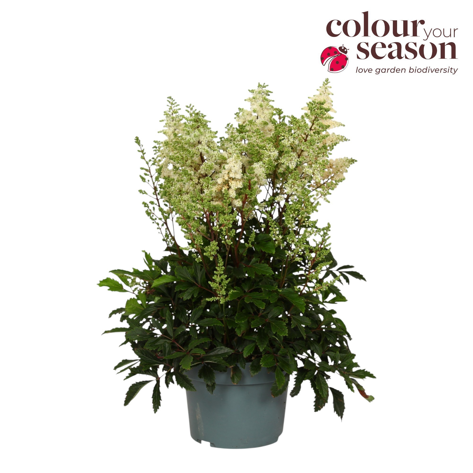 Astilbe Arendsii White P19, D 19