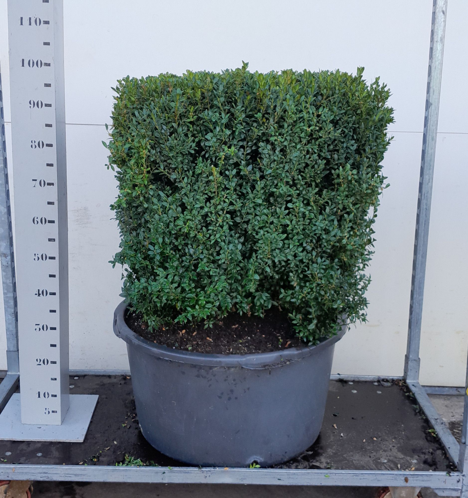 Buxus Sempervirens 70cm kubus, D 65