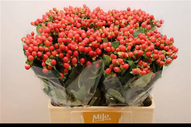 Гипперикум Мэджикал Роял Рэд 60, шт.