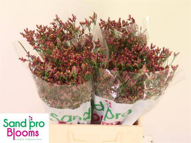 Лимониум Скарлет Даймонд 40, шт.