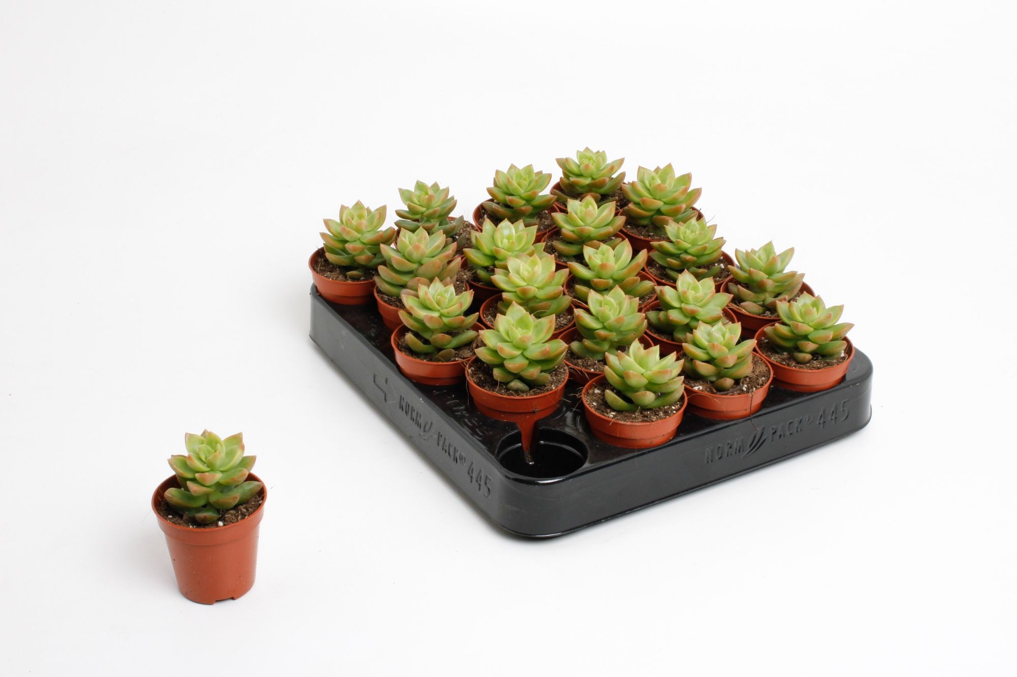 Sedum Nussbaumeriana, D 5,5