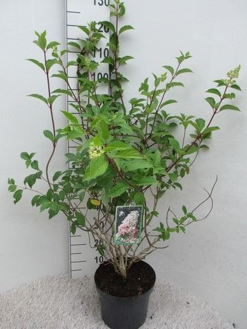 Hydrangea pan. Angels Blush str. 120 cm P26, D 26 cm