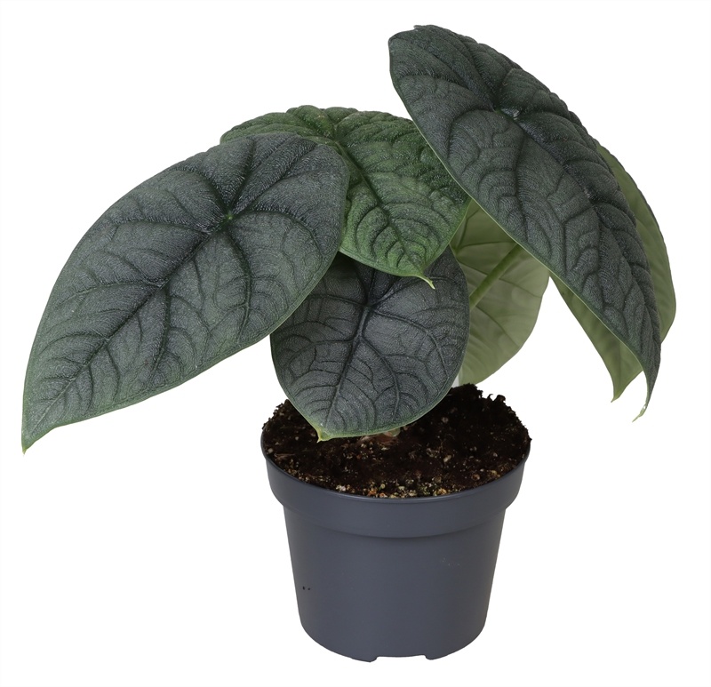 Alocasia Melo 12 cm, D 12 cm
