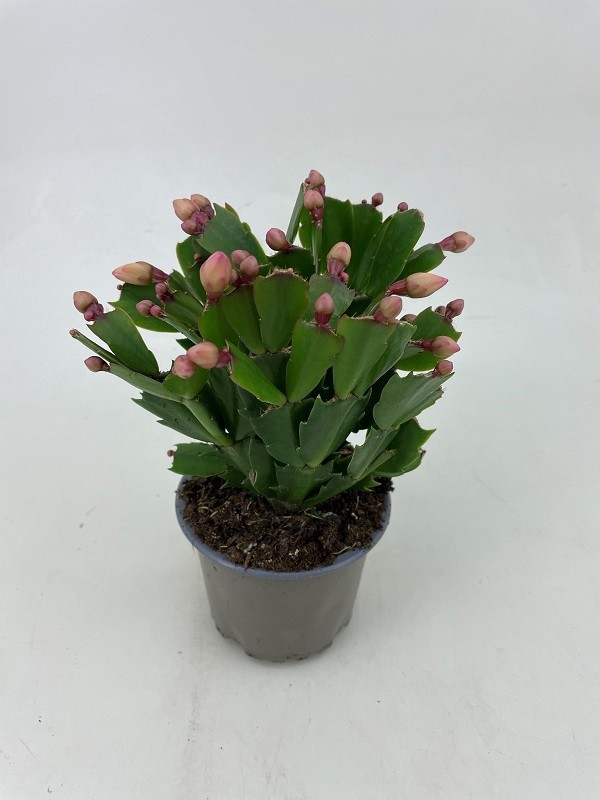 SCHLUMBERGERA-HYBRID 'THOR-SOPHIA'(N), D 9 cm