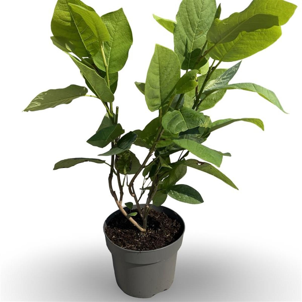 Magnolia sieboldii, D 21 cm