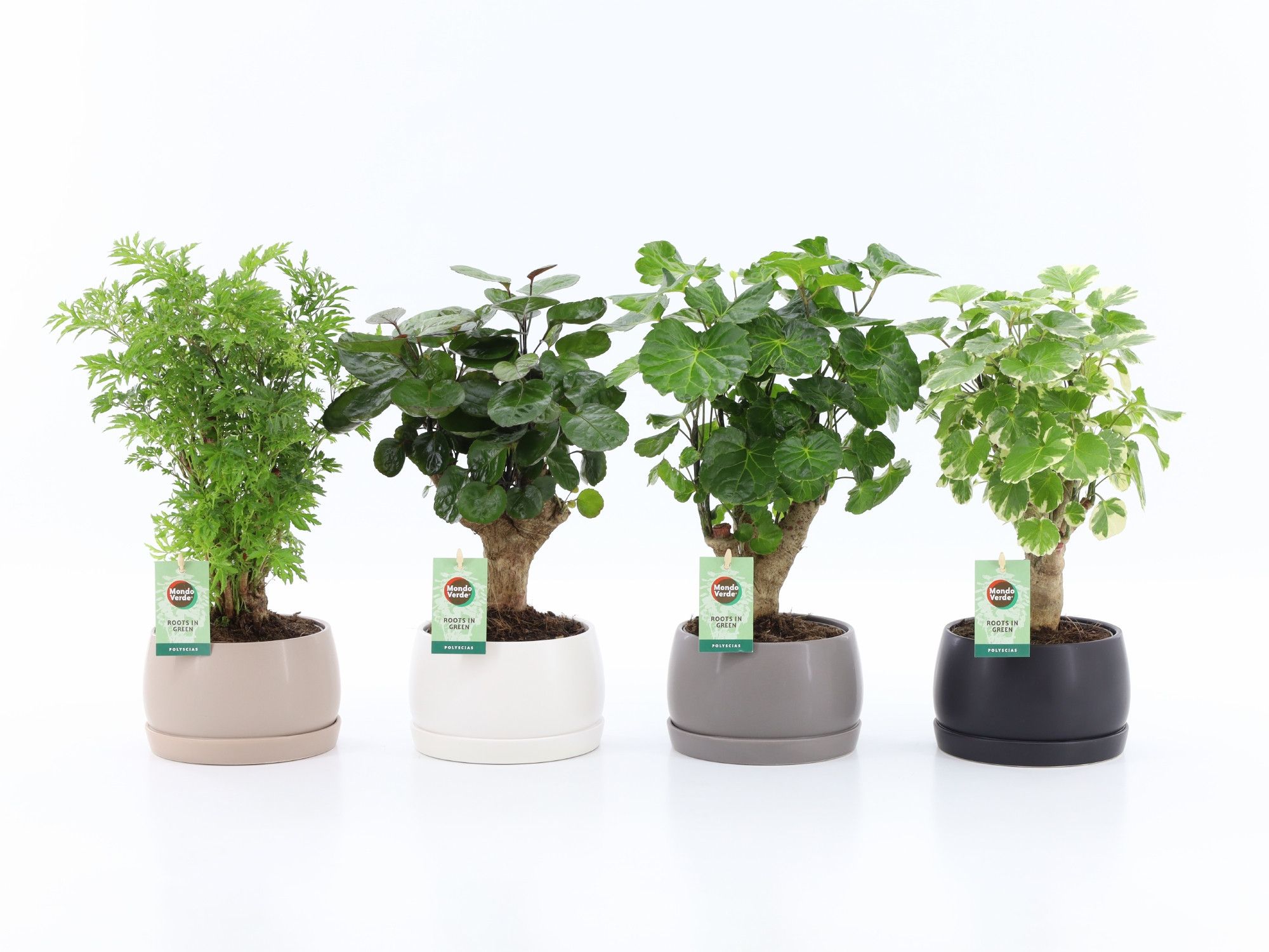 Polyscias Mix in Shengzi schalen, D 16