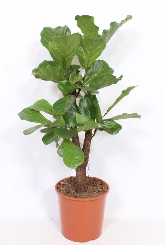 Ficus lyrata, D 30