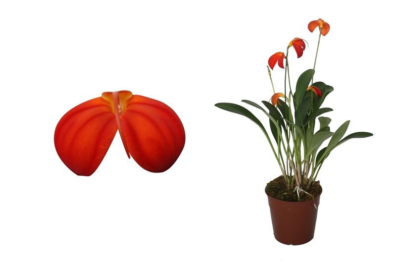 Masdevallia p09 Ignea 4T, D 9