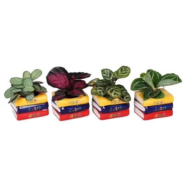 L 66583 with Calathea Mix 6 cm, D 6 cm L 66583 with Calathea Mix 6 cm, D 6 cm