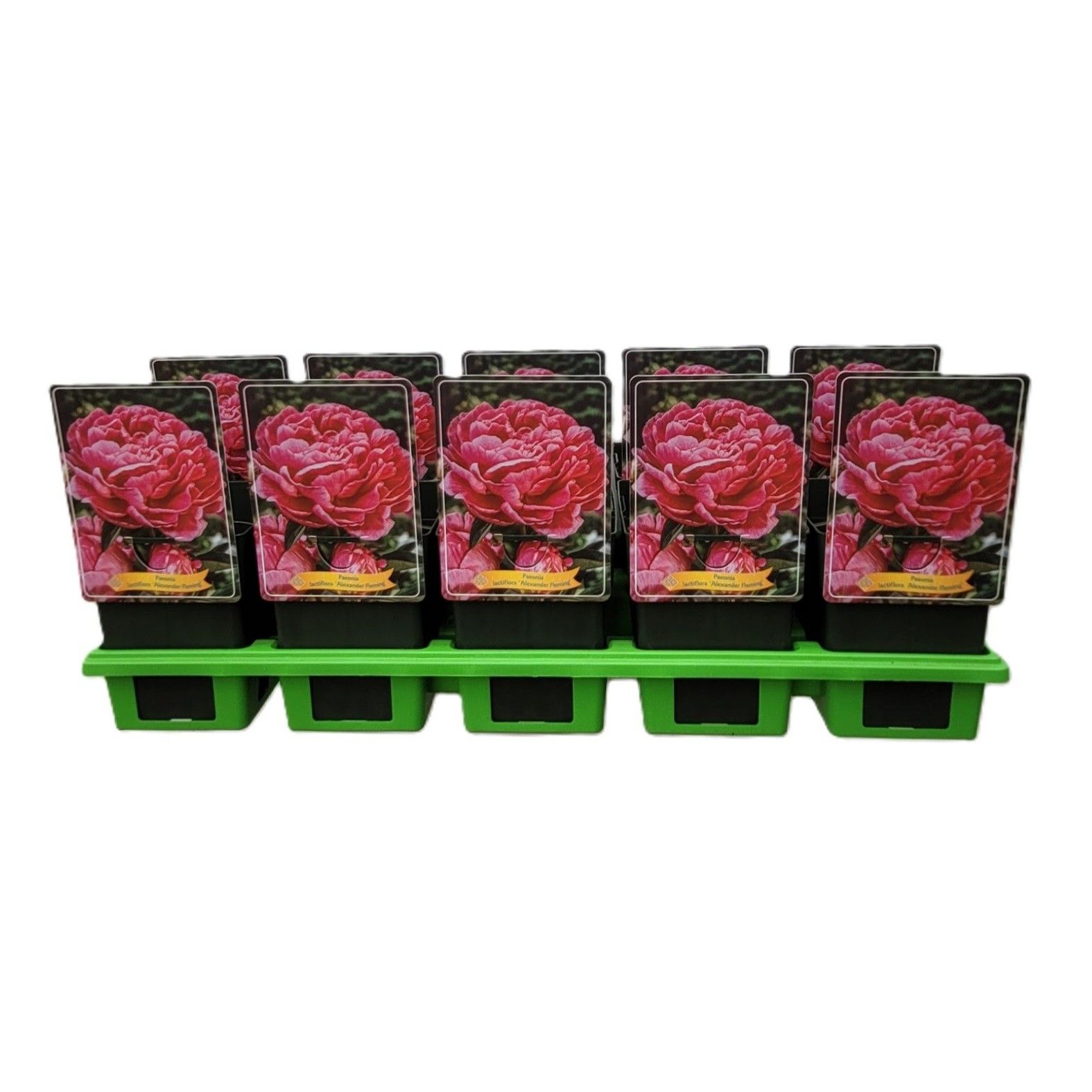 Paeonia Lactiflora 'Alexander Flemming' P11, D 11