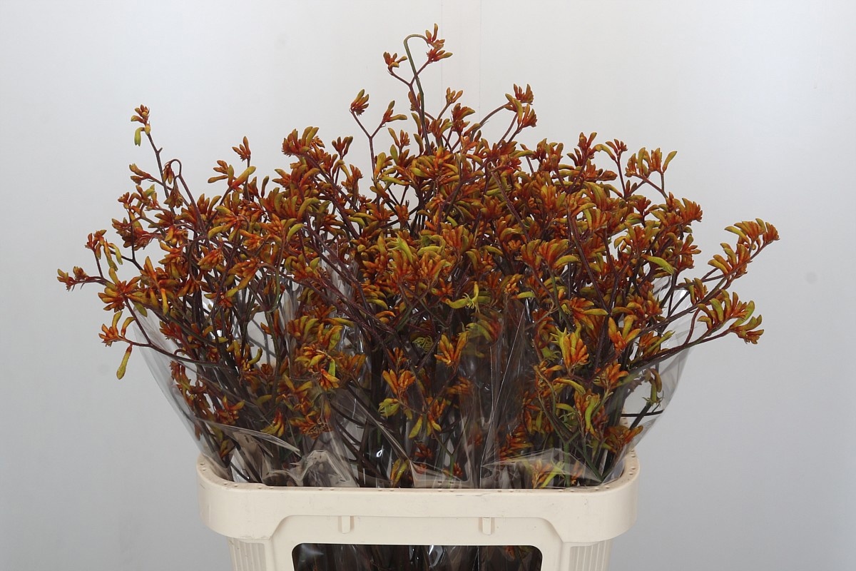 Анигозантус Баш Сансет 80, шт.