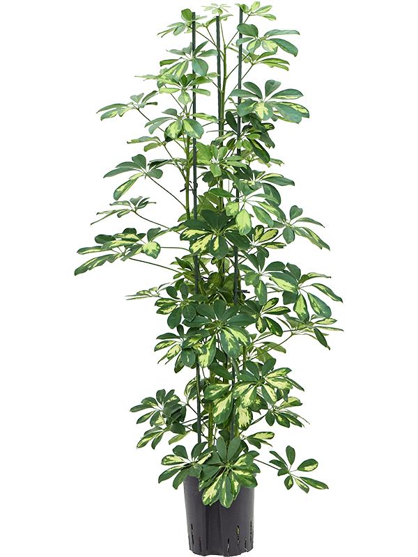 Schefflera arboricola 'Gold Capella', D 18 cm