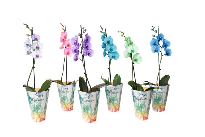 Potcover p12 enjoy Phal I am mix 1T09+, D 12 cm