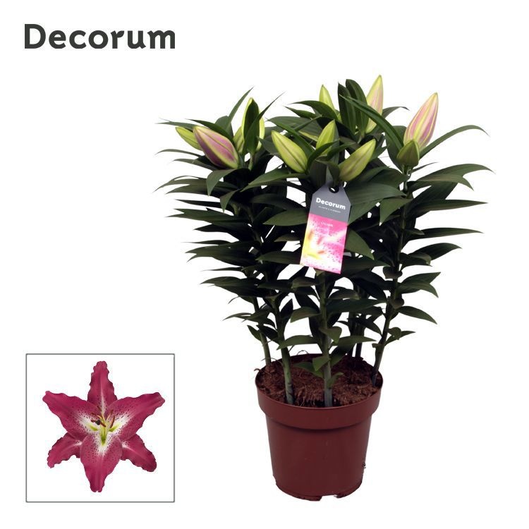 Lilium Or Entertainer 17cm, D 17 cm