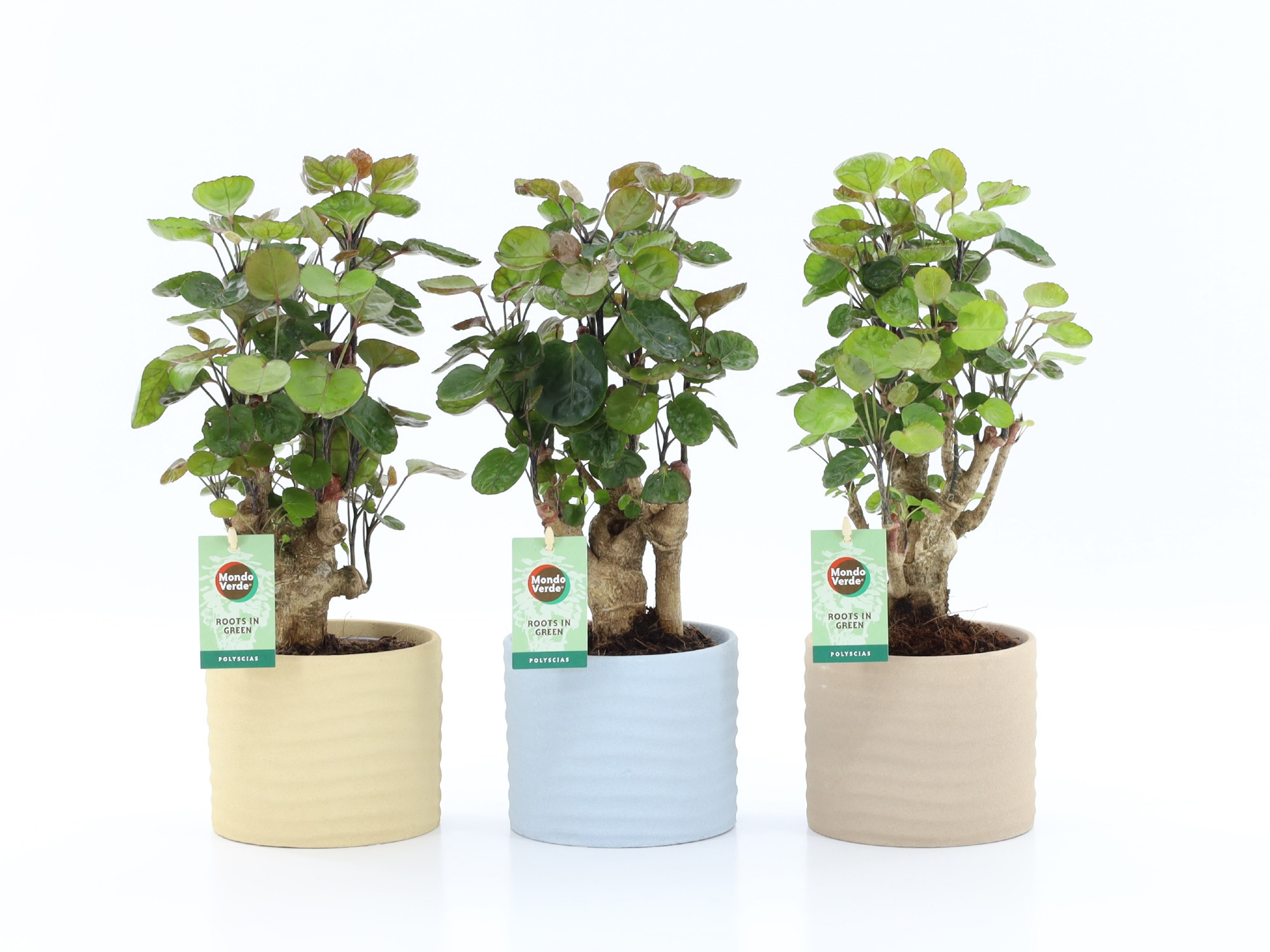 Polyscias Fabian in Ibiza keramiek, D 13