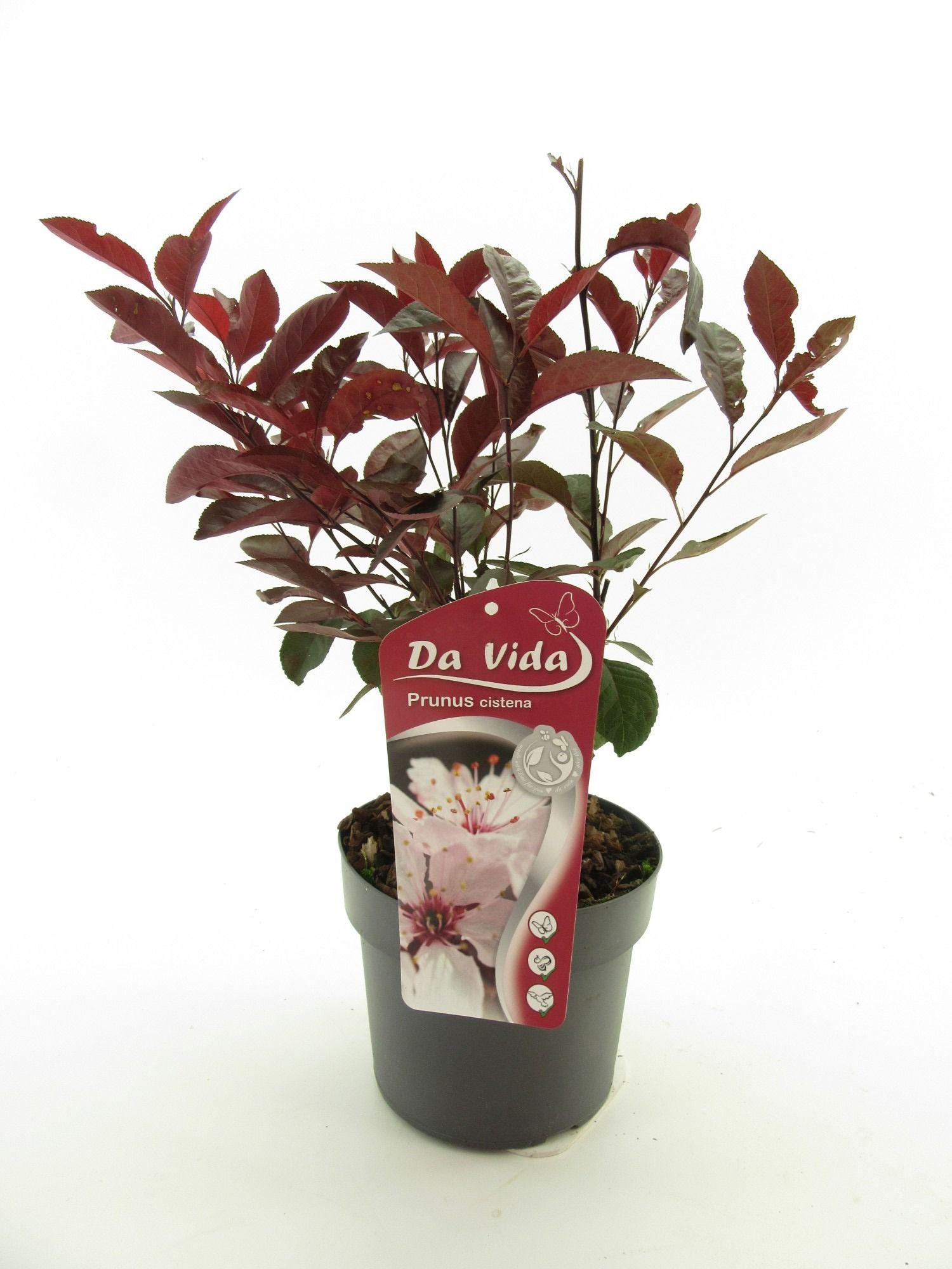 Prunus Cistena, D 19