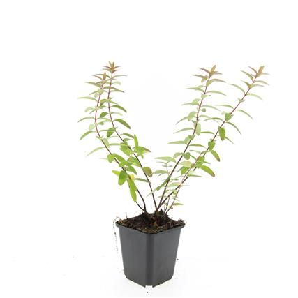 Hypericum 'Hidcote', D 9 cm