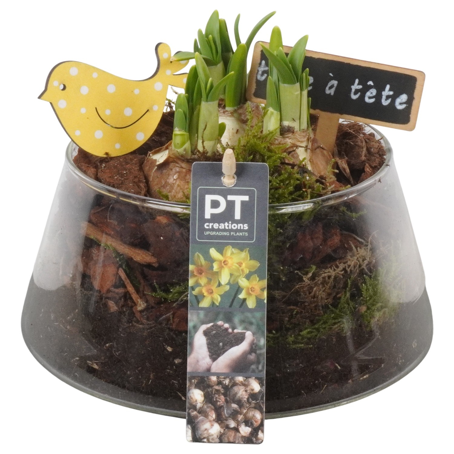 PTN8736 Arrangement Narcissus in glas schaal, D 18