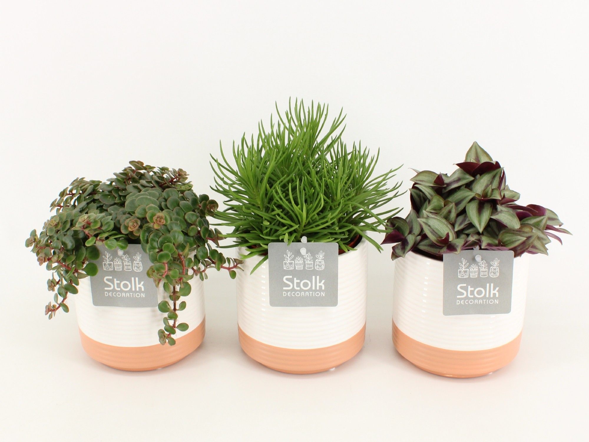 Pure Green Mix in Milou Keramiek soorten : Rhipsalis, Tradescantia, Sedum, D 13
