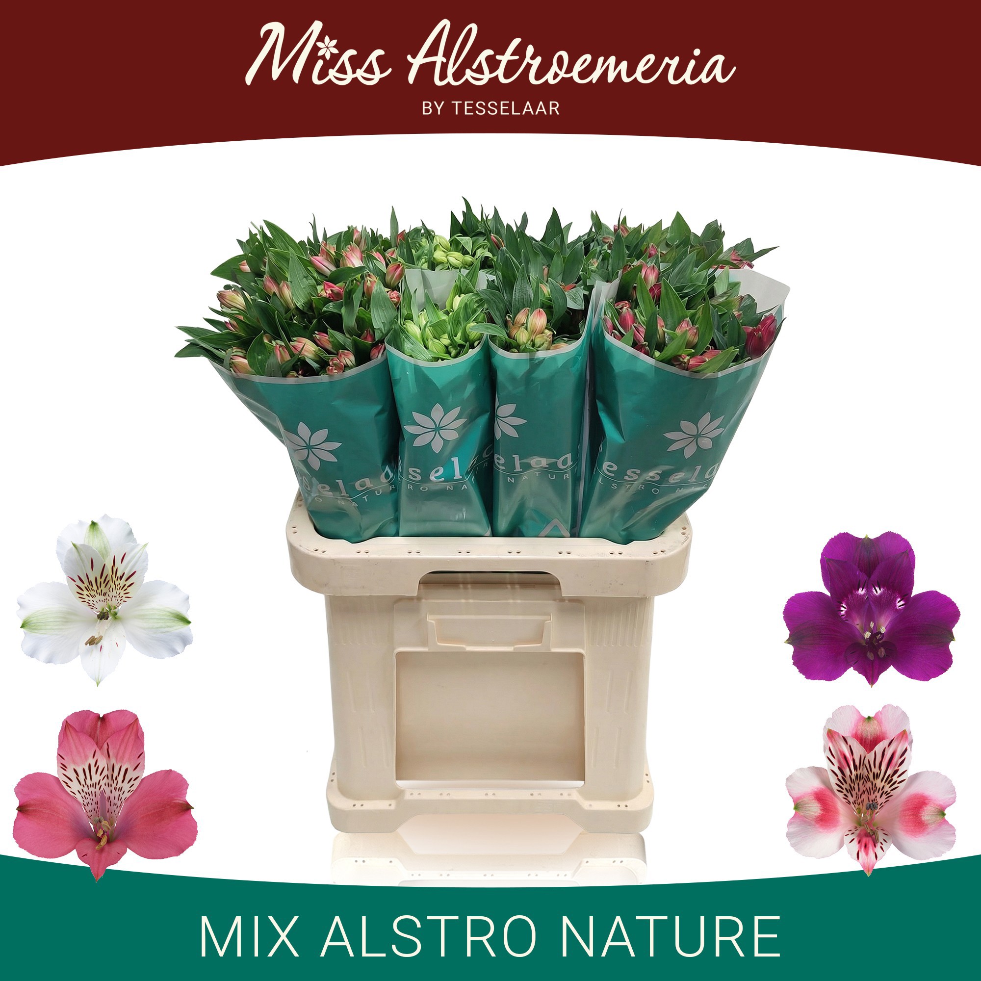 Альстромерия Микс, шт.