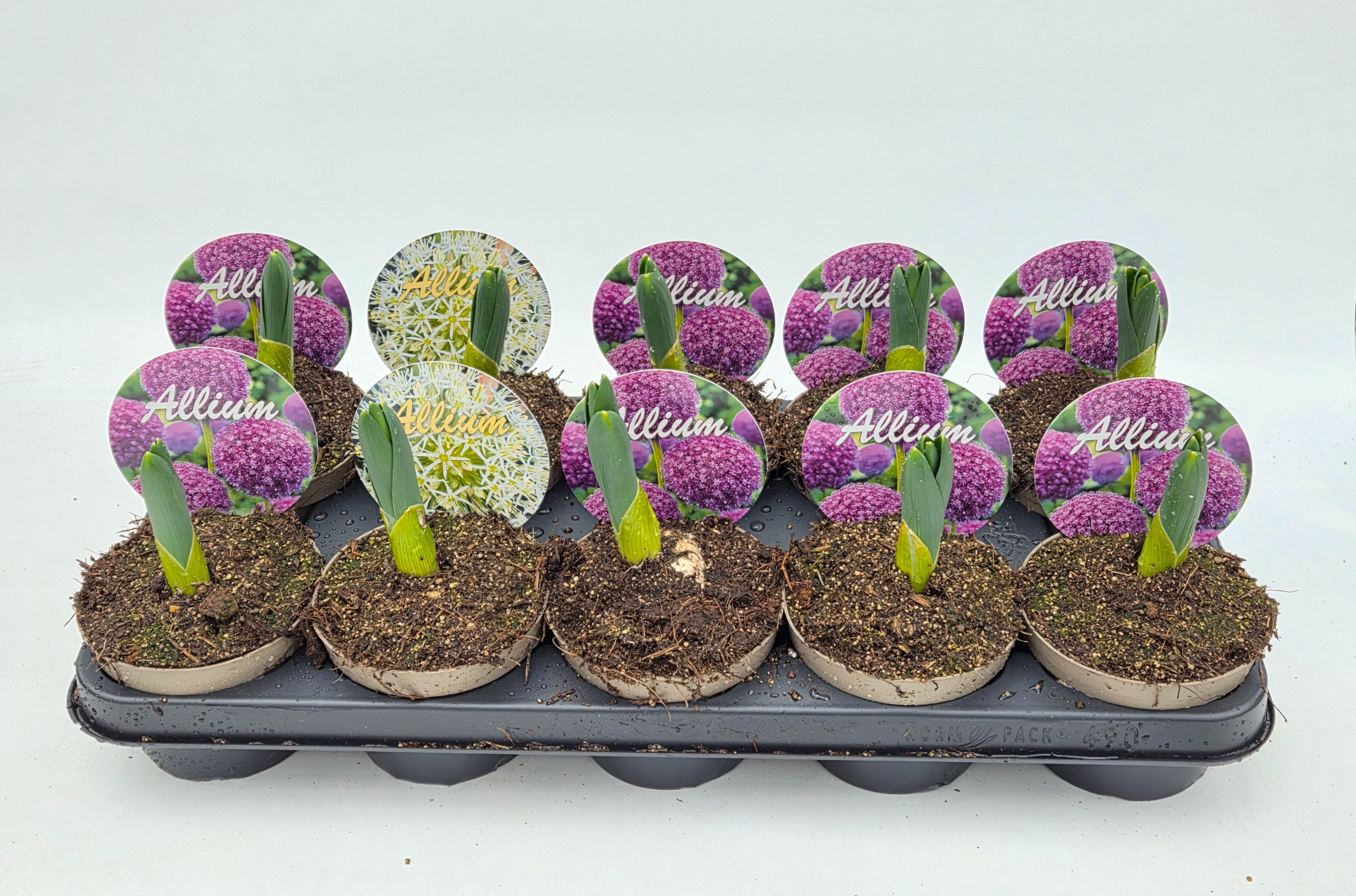 Allium Gladiator, D 12