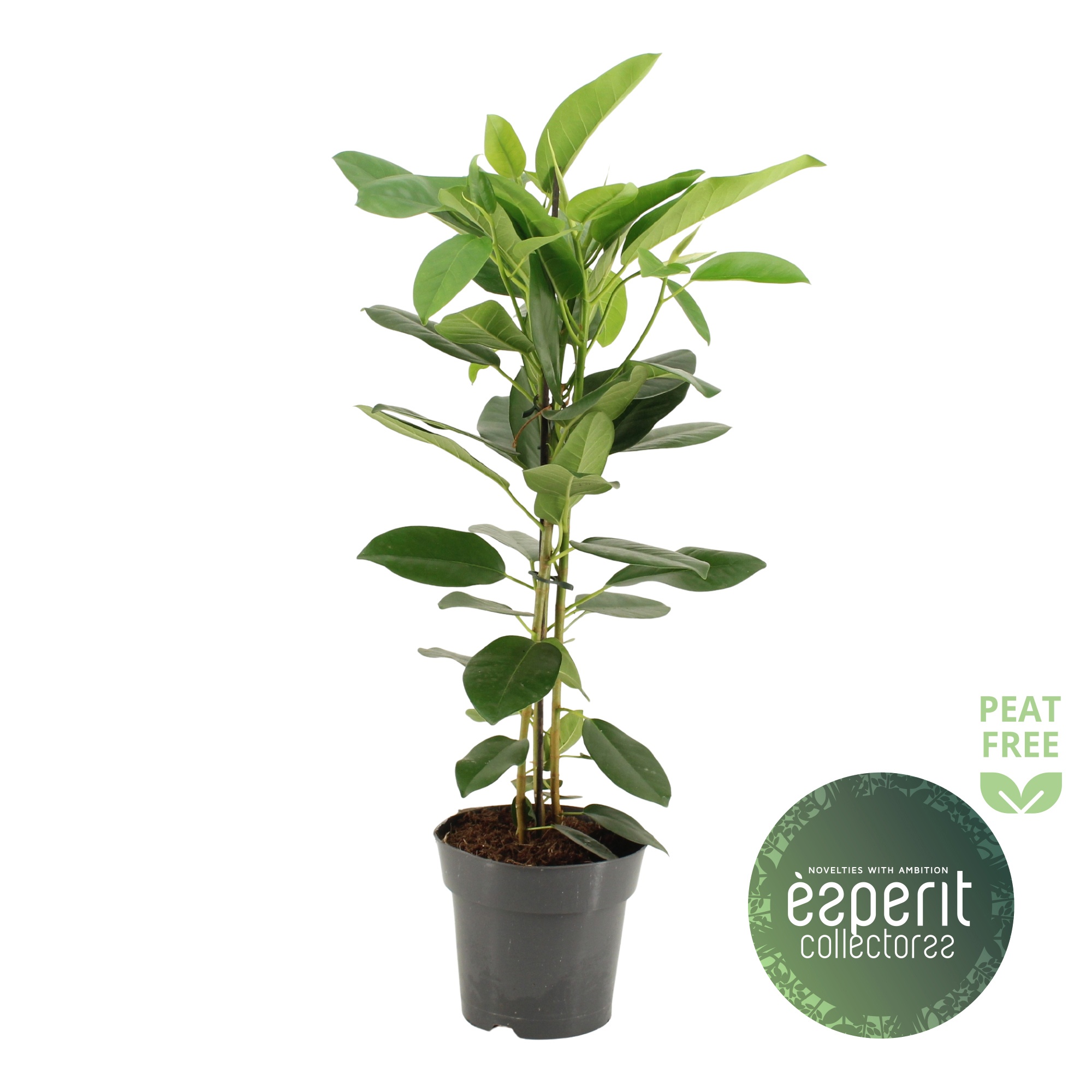 Ficus microcarpa Fuji, D 17