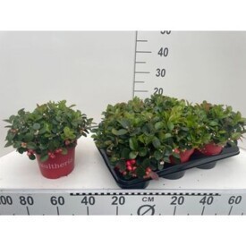 830 DVDS : Pot 17 cm Gaultheria Big berry, D 17 cm 830 DVDS : Pot 17 cm Gaultheria Big berry, D 17 cm