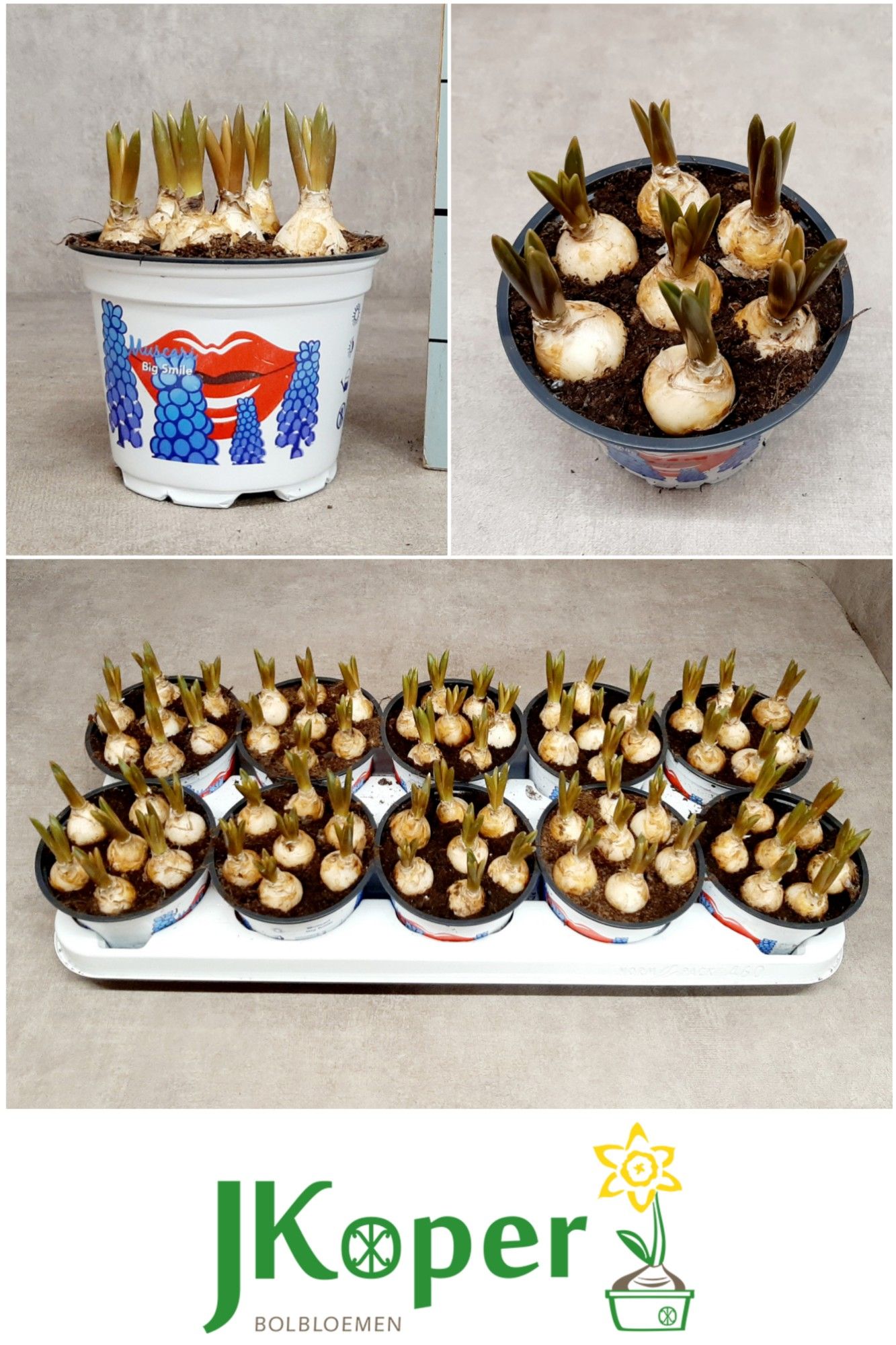 Muscari Big Smile 12 cm, D 12