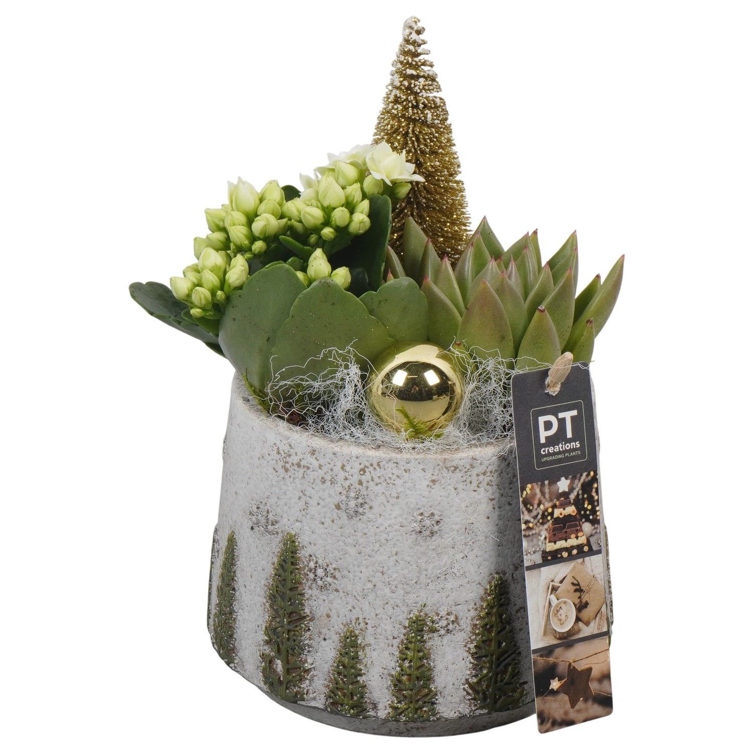 PTCHG5639 Arrangement Christmas Gold in beton pot, D 13 cm