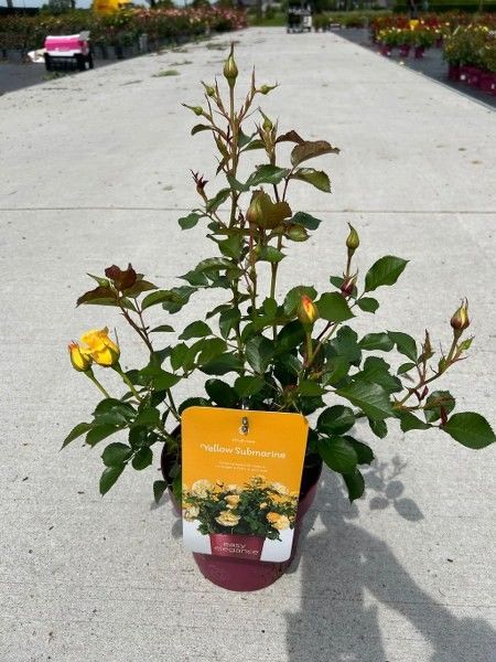 Rosa 'Yellow Submarine' - Struik - P19 - Easy Elegance, D 19 cm