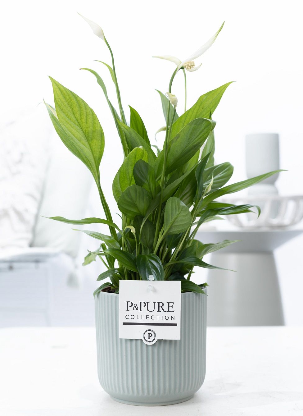 Spathiphyllum Korto in P&PURE Sophie ceramics green, D 12