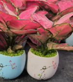 120 Премиум Сауинг Сид Подокарпуснаги 12 28