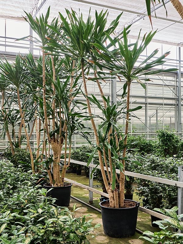 Dracaena gymea (420-480), D 65