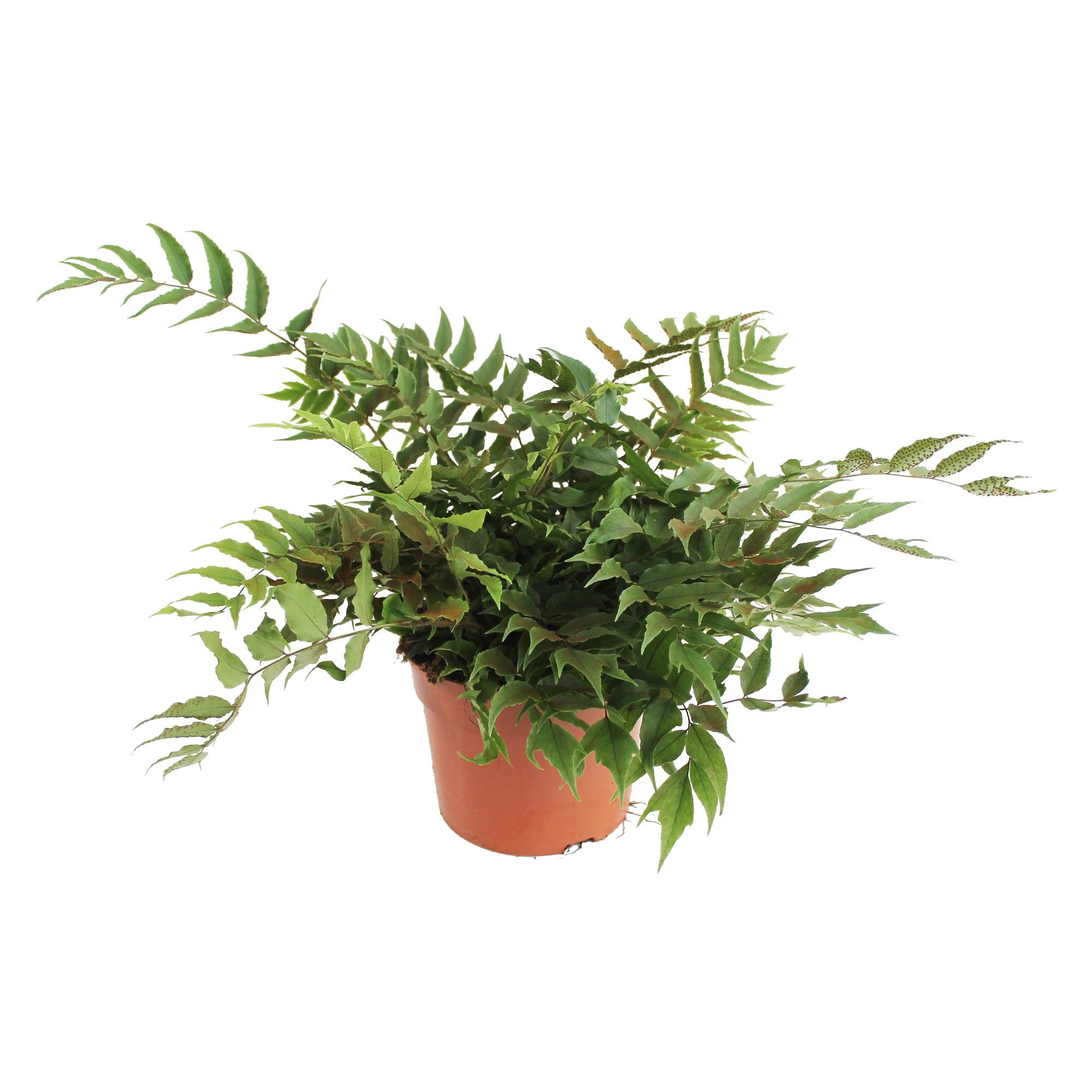 Cyrtomium Fortunei Clivicola (Winterhard), D 24