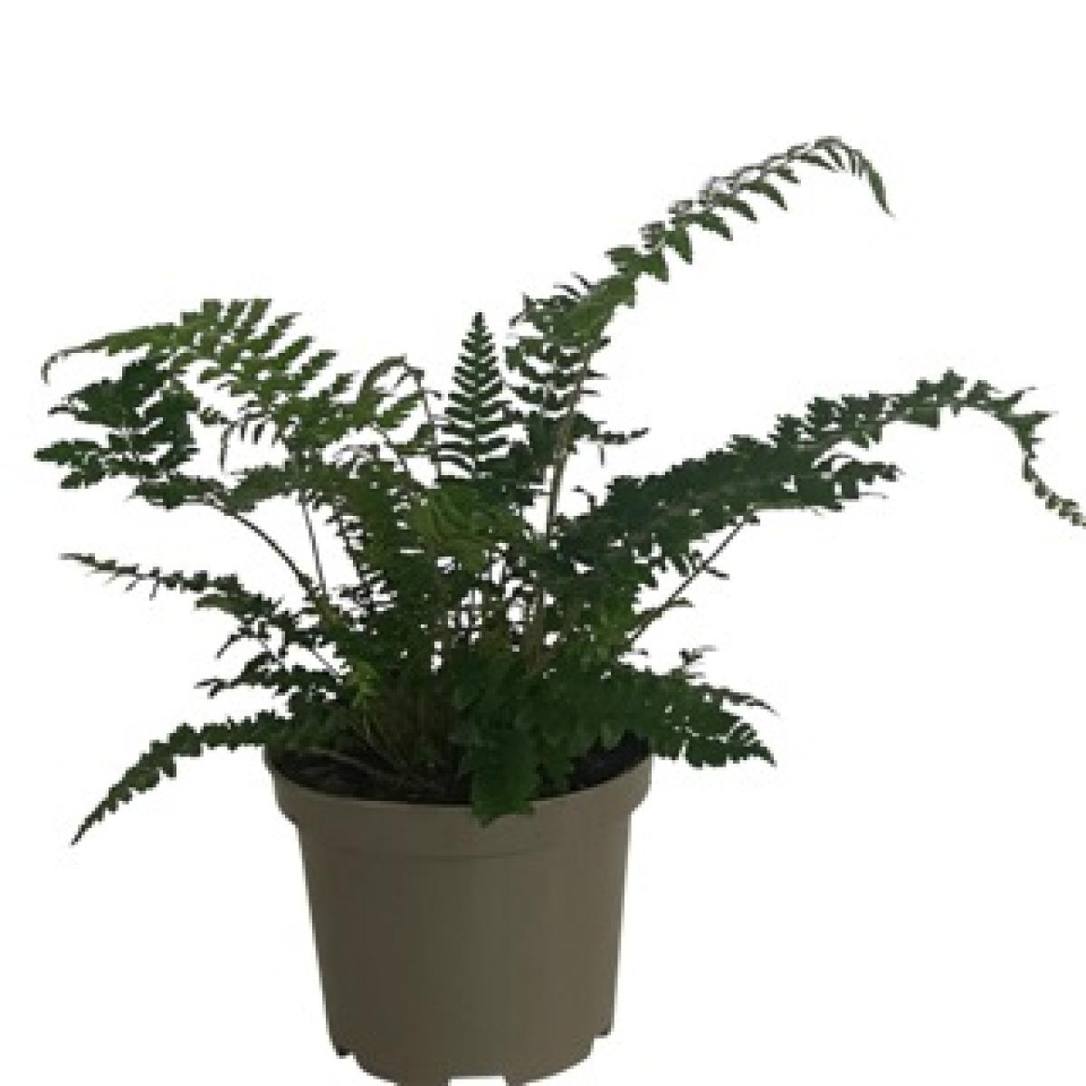 Polystichum polyblepharum, D 17 cm