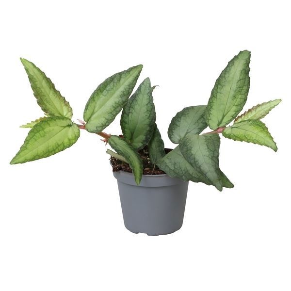 Pellionia Repens 6 cm, D 6 cm