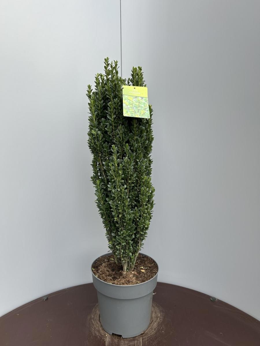 Ilex crenata 'Fastigiata', D 29 cm