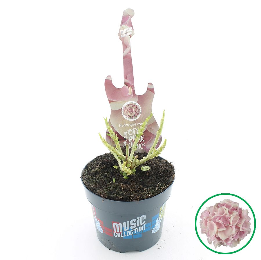 Hydrangea macr. Music Collection® 'Soft Pink Salsa'® C2 (17cm.), D 17