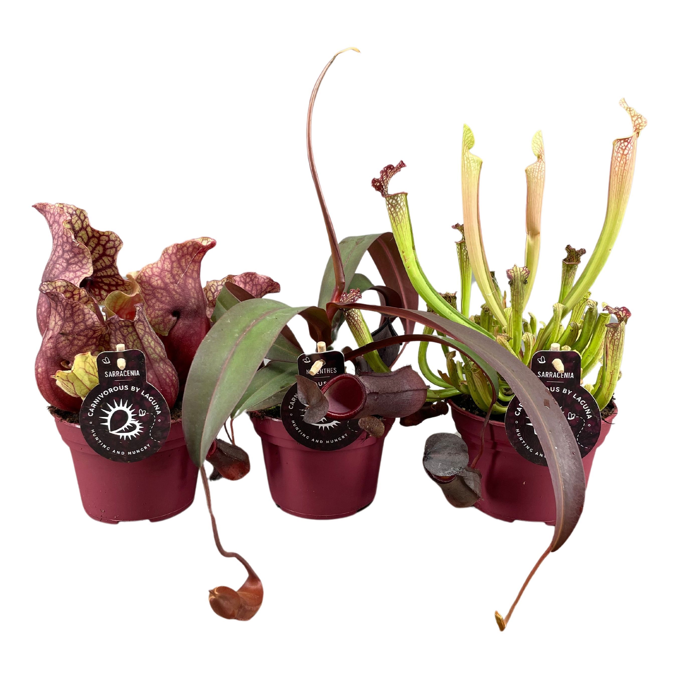 Vleesetende planten mix | 3 Nepenthes, 3 Sarracenia, D 12