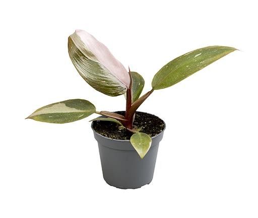 PHILODENDRON-HYBRID 'PINK PRINCESS 5904', D 6