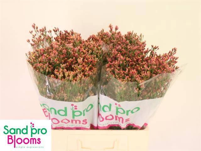 Лимониум Инка Даймонд 60, шт.